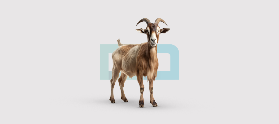 تمليك أغنام